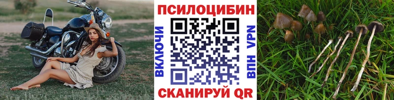 что такое   Карпинск  Псилоцибиновые грибы MAGIC MUSHROOMS 